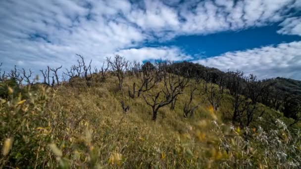 Dolina Dzukou Timelapse Nagalandzie — Wideo stockowe