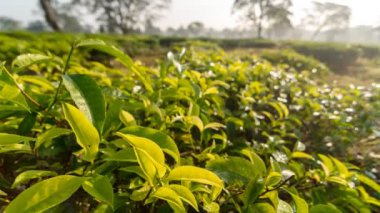 Sabah Assam Çayı 'nda Kuzeydoğu 4k