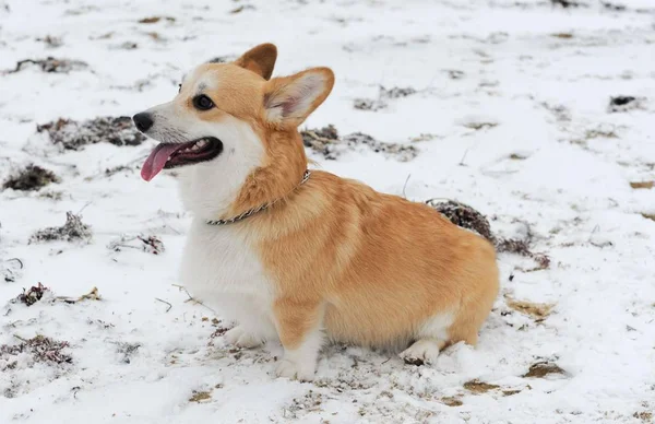 Собака на зимнем пляже Крым — стоковое фото