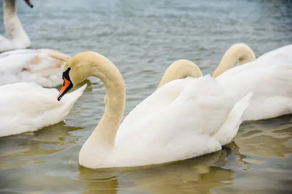 クリミア半島の湖 Yevpatoria 上の白鳥の白 — ストック写真