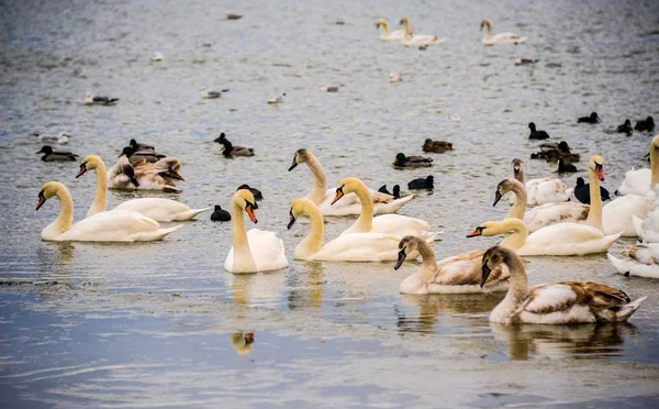 Лебеди на озере в Крыму Евпатория Стоковое Изображение