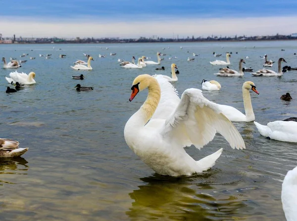 Белый лебедь на озере Евпатория в Крыму Стоковая Картинка