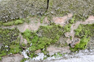 Endüstriyel bir binanın duvarında moss