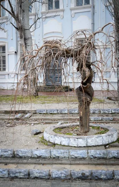 Árbol en Yevpatoria la Crimea —  Fotos de Stock