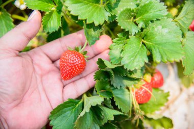 çilek ile yapraklar