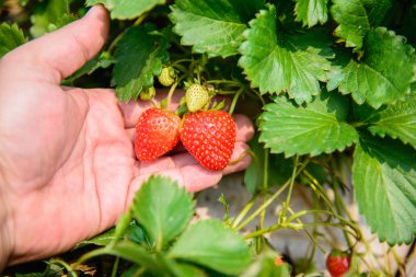 çilek ile yapraklar