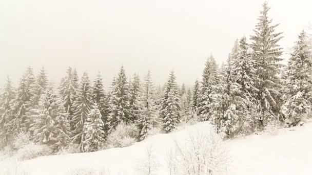 Paisaje invernal con altas abetos y nieve en las montañas — Vídeos de Stock