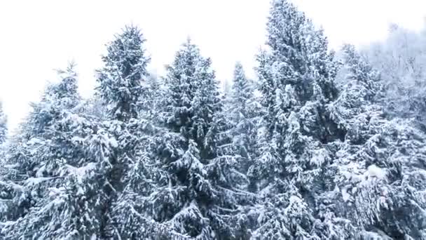 Winterlandschaft mit hohen Fichten und Schnee in den Bergen — Stockvideo