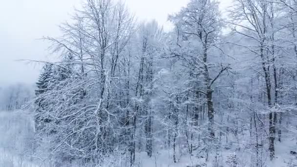 Paisaje invernal con altas abetos y nieve en las montañas — Vídeo de stock