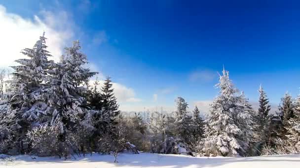Зимний пейзаж с высокой елкой и снегом в горах — стоковое видео