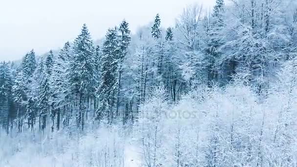 Winterlandschap met hoge sparren en sneeuw in de bergen — Stockvideo