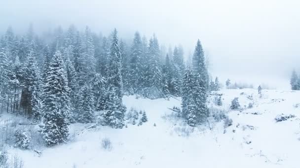 Paysage hivernal avec de hautes épinettes et de la neige en montagne — Video