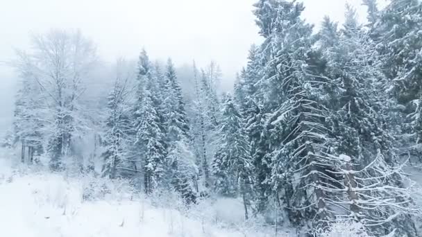 高云杉、高积雪的冬季风景 — 图库视频影像