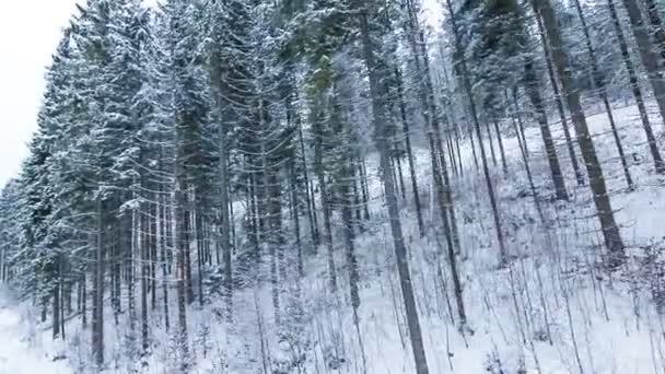 Montañas de invierno paisaje con altas abetos y nieve — Vídeo de stock