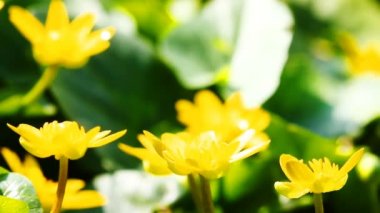 Uçan işçi arı nektarı sarı çiçekler alanından toplar..