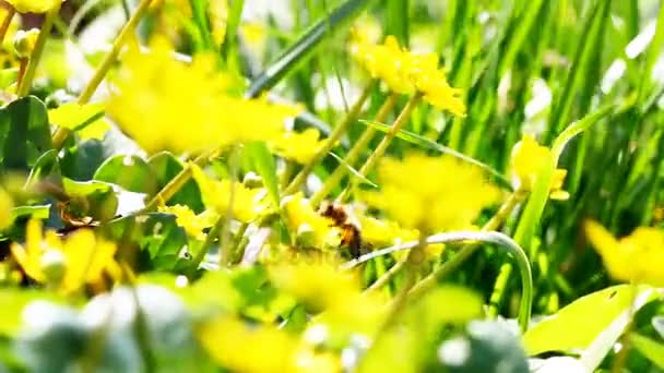 Fliegende Arbeiterbiene sammelt Nektar aus gelbem Blütenfeld. — Stockvideo