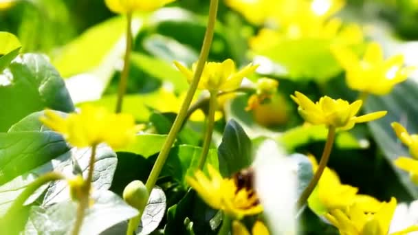 Létající včelka dělnice shromažďuje nektar z oblasti žluté květy. — Stock video