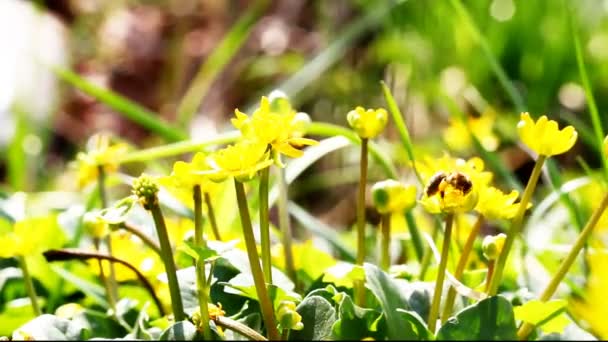 Flygande arbetsbi samlar in nektar från fältet av gula blommor. — Stockvideo
