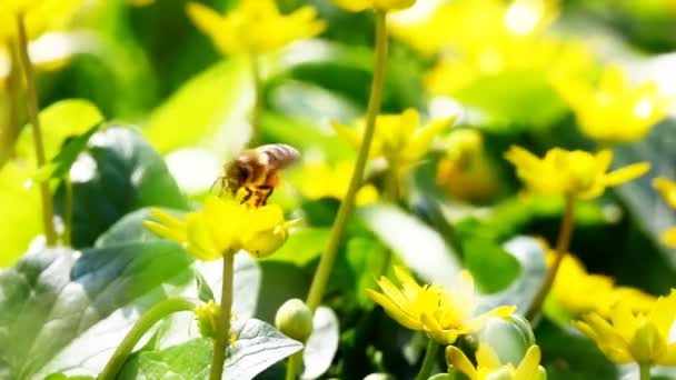 Abeja voladora recoge néctar del campo de flores amarillas . — Vídeos de Stock