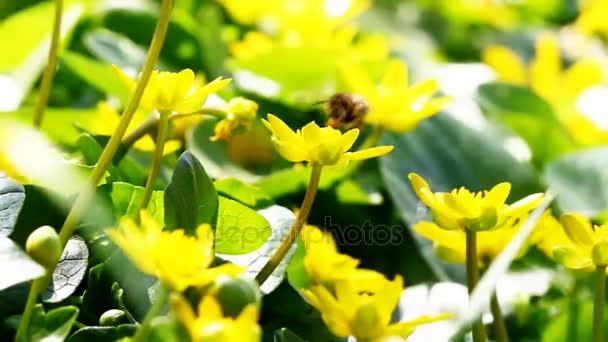 Flying worker bee collects nectar from field of yellow flowers. — Stock Video