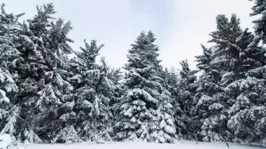 Karla kaplı ağaçlarla kaplı güzel bir kış manzarası. Kış dağları.