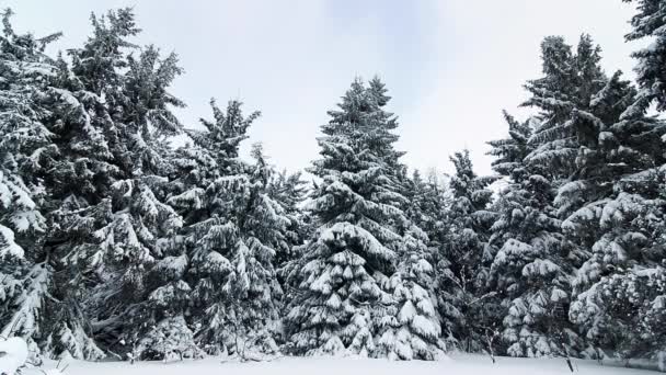 Hermoso paisaje de invierno con árboles cubiertos de nieve. Montañas de invierno. — Vídeos de Stock