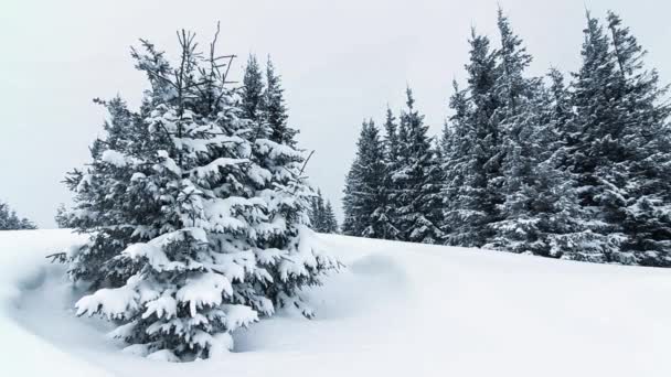 Prachtig winterlandschap met besneeuwde bomen. Winterbergen. — Stockvideo