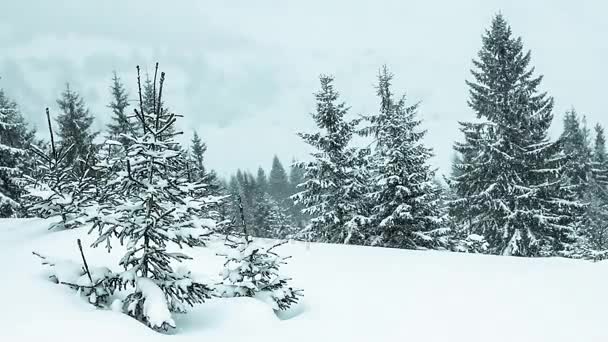 美丽的冬季风景,雪地覆盖着树木.冬季山脉. — 图库视频影像