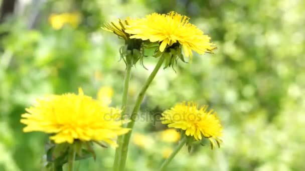 Yellow dandelions on green meadow — Stock Video