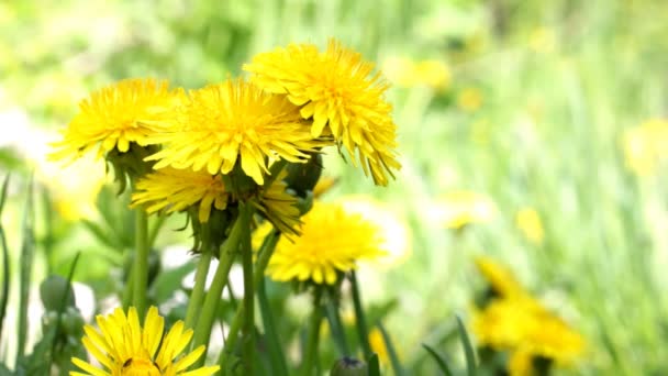 Yellow dandelions on green meadow — Stock Video