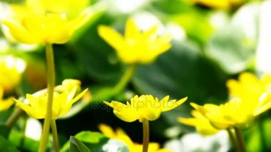 Uçan işçi arı nektarı sarı çiçekler alanından toplar..