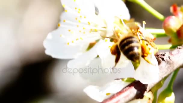 Vliegende werknemer bee verzamelt nectar uit veld van gele bloemen. — Stockvideo