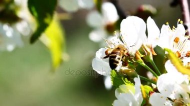 Uçan işçi arı nektarı sarı çiçekler alanından toplar..