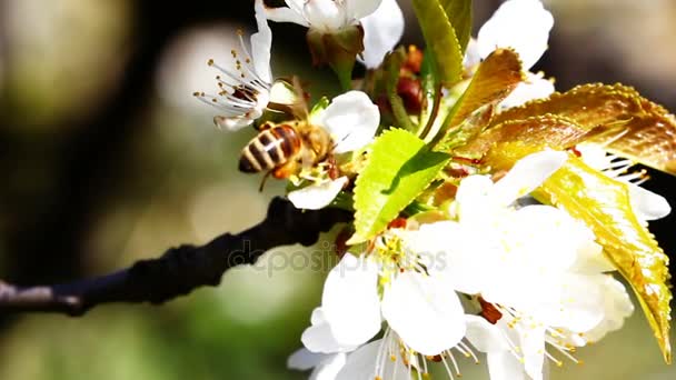 Vliegende werknemer bee verzamelt nectar uit veld van gele bloemen. — Stockvideo