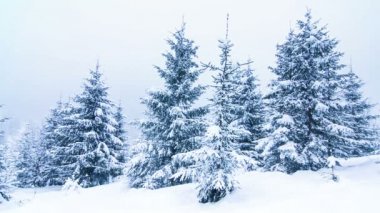 Güzel kış manzarası