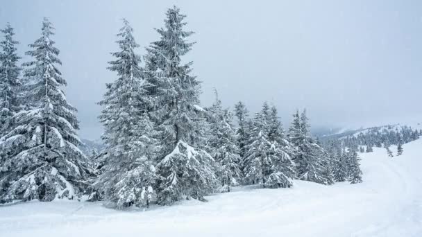 Hermoso paisaje de invierno con árboles cubiertos de nieve. Montañas de invierno. — Vídeos de Stock