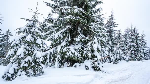 Krásná zimní krajina se zasněženými stromy. Zimní hory. — Stock video