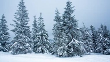 Karla kaplı ağaçlarla kaplı güzel bir kış manzarası. Kış dağları.