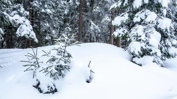 Hermoso paisaje de invierno con árboles cubiertos de nieve. Montañas de invierno. — Vídeos de Stock