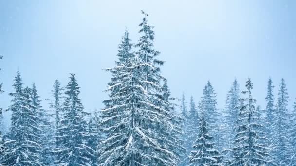 Hermoso paisaje de invierno con árboles cubiertos de nieve. Montañas de invierno. — Vídeo de stock