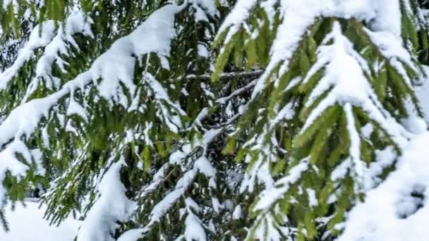 Beau paysage hivernal avec des arbres enneigés. Montagnes d'hiver. — Video