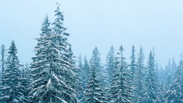 Hermoso paisaje de invierno con árboles cubiertos de nieve. Montañas de invierno. — Vídeos de Stock