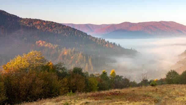 Névoa da manhã sobre o vale entre as montanhas à luz do sol. Nevoeiro e bela natureza das imagens das Montanhas Cárpatas. Ucrânia — Vídeo de Stock