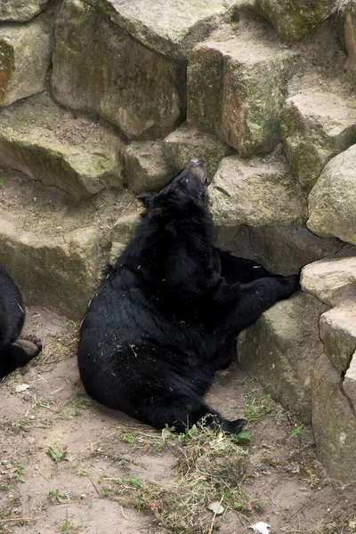 Pohled Černého Medvěda Před Kameny Parku Německu — Stock fotografie