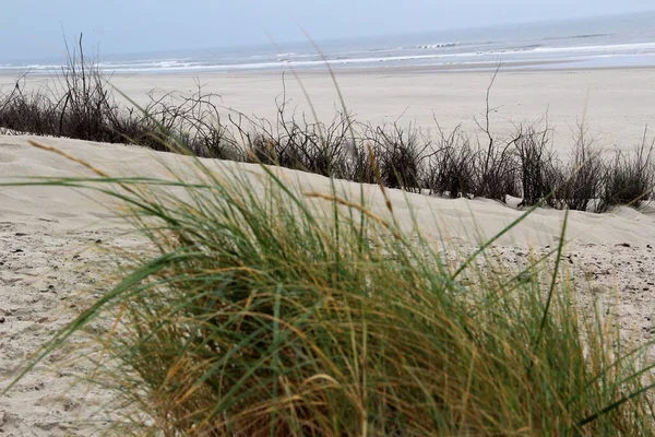 Utsikt Över Några Gräs Växter Sandområdet Stranden Vid Norra Havet — Stockfoto