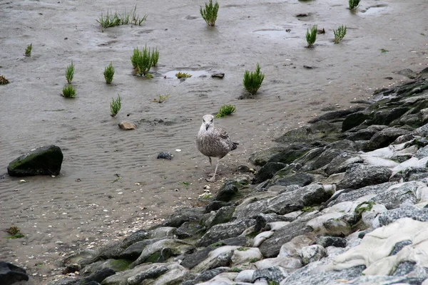 Вид Птицу Бегущую Вдоль Ватта Северном Морском Острове — стоковое фото