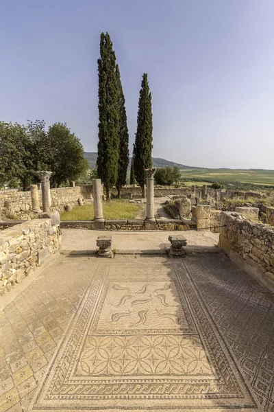 Dolphin mosaics in archaeological Site of Volubilis, ancient Roman empire city, Unesco World Heritage Site — Stock Photo, Image