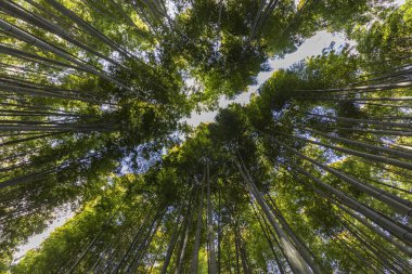 Japonya 'nın Kyoto kenti yakınlarındaki Arashiyama' da bulunan ünlü bambu ormanının bitkisel arka planı.