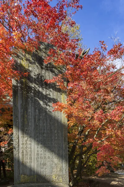 Japan autumn season maple tree fall foliage colour background texture. — Stock Photo, Image