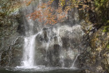 Minoo Orman Parkı ve Şelale 'de sonbahar renkleri, Japonya' nın Osaka banliyösünde geniş bir doğal dinlenme alanı..